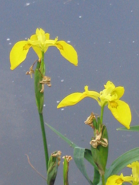 File:Iris pseudacorus 02.jpg