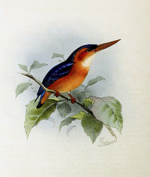 Ispidina lecontei by John Gerrard Keulemans