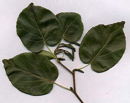 Alnus cordata