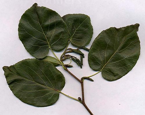 Fig träd dating service