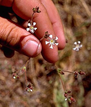 <i>Ivesia pickeringii</i> Species of flowering plant