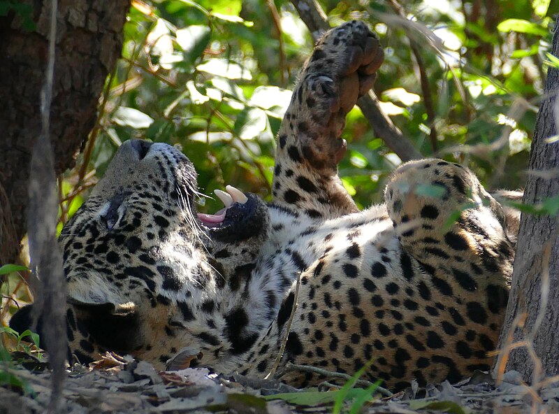 File:Jaguar (Panthera onca) young male yawning ... (48463065616).jpg