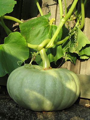 Jarrahdale Pumpkin