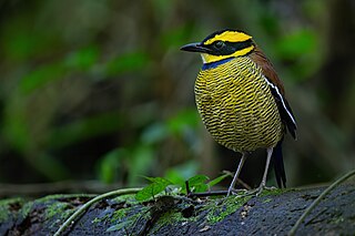 <span class="mw-page-title-main">Javan banded pitta</span> Species of bird