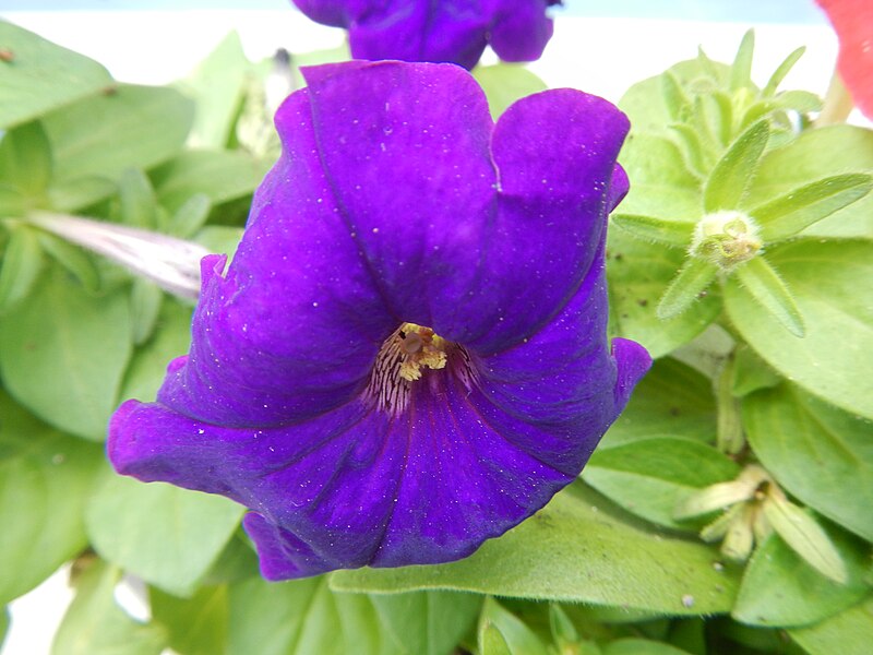 File:JfPetunia552Flowersfvf.JPG