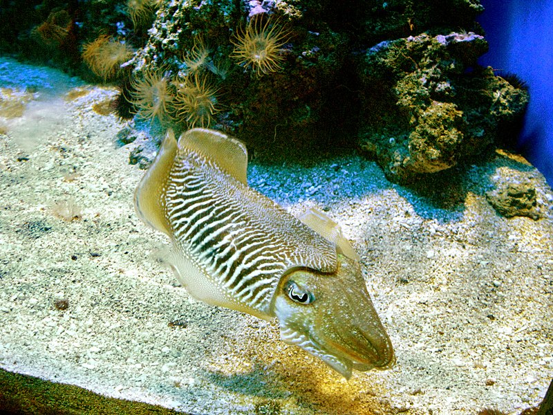 File:Jielbeaumadier poisson zebre monaco 2012.jpeg