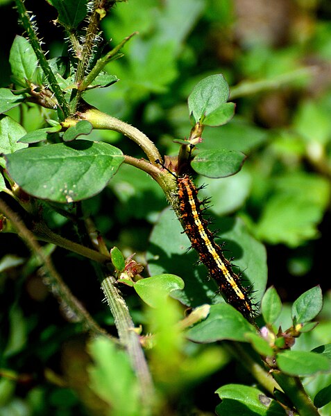 File:Joker Caterpillar.jpg