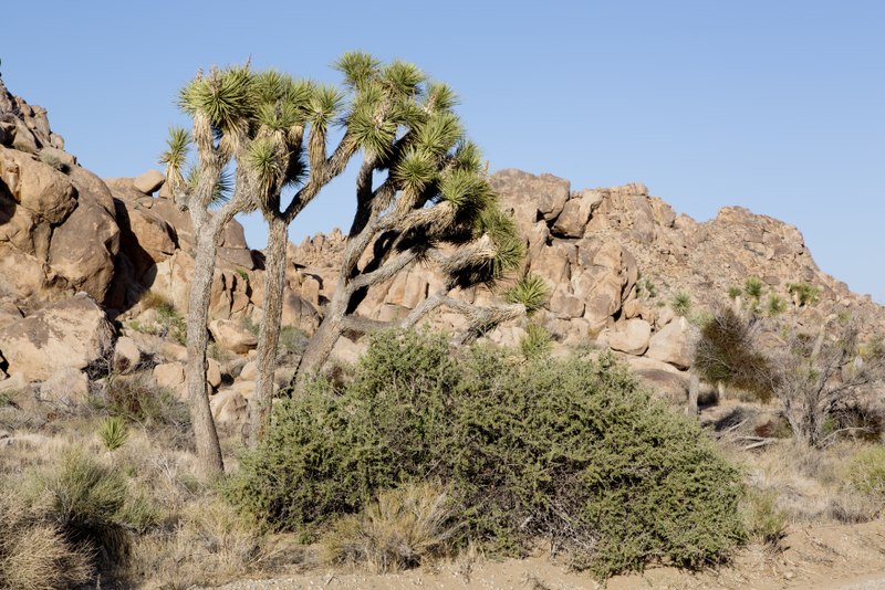 File:Joshua Tree National Park, California LCCN2013630425.tif