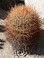 Joshua Tree National Park - Barrel Cactus (Ferocactus cylindraceus)