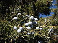 Juniperus occidentalis 8221.jpg
