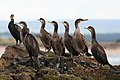 juvenile shags