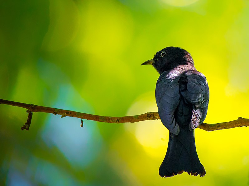 File:KIRKAMON-DRONGO-CUCKOO.jpg