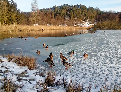 Group of mallard ducks (Anas platyrhynchos) on Borovice pond, Czech Republic