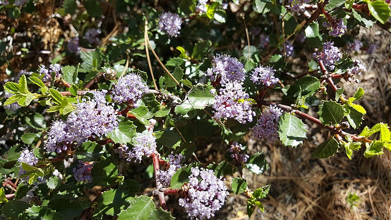 File:Kern Ceanothus.jpg