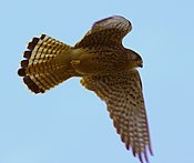 Kestrel caçando no bosque de cerejeira - geograph.org.uk - 1711571.jpg