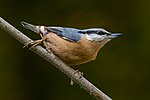 Thumbnail for Eurasian nuthatch