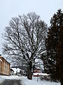 Čeština: Javor klen v obci Strážný, okres Prachatice, památný strom č. 102718 dle AOPK. English: Famous maple tree in the municipality of Strážný, Prachatice District, Czech Republic.