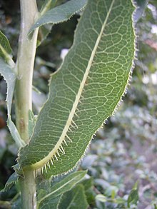 Close up of "Lactuca virosa" leaf showing fine spines Kompassla 08-07-2006 9.39.08.JPG