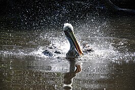 Krauskopfpelikan Weltvogelpark 2010.jpg