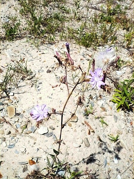 File:Lactuca tatarica OM46.JPG