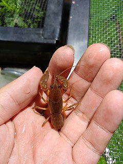 <i>Lacunicambarus acanthura</i> Species of crayfish