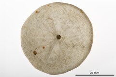 File:Laganum solidum - ECH-000301 hab-ven.tif (Category:Echinodermata in the Natural History Museum of Denmark)