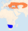 Aire de répartition de la Pie-grièche à poitrine rose