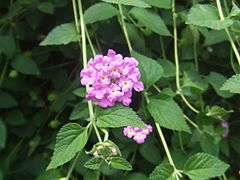 Description de l'image Lantana montevidensis3.jpg.