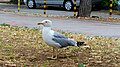 Herring gull in Varna, Bulgaria