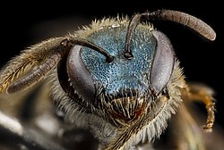 Lasioglossum creberrimum, ansikte.