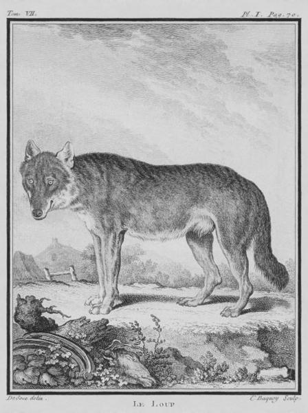 File:Le Loup - Wolf - Gallica - ark 12148-btv1b2300254t-f3.png