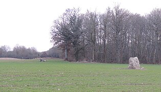 Le menhir vu depuis la route.