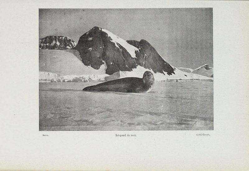 File:Le pourquoi-pas dans l'Antarctique (Page 169) BHL46836362.jpg