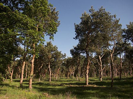 Lehniner Mittelheide