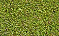 Gibbous Duckweed (Lemna gibba)