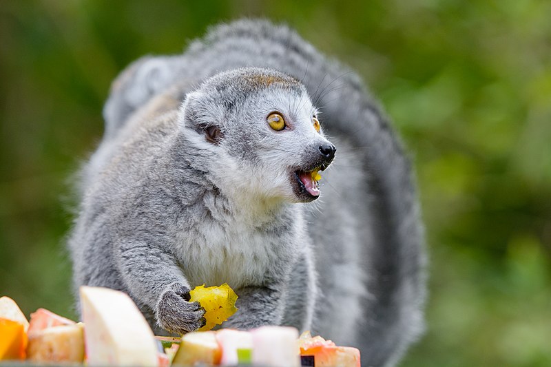 File:Lemur (31145119308).jpg