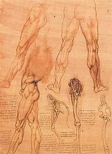 Vergleichend-anatomische Darstellung des Beinskelett von Pferd und Mensch (und Affe?), Quaderni V, Blatt 22r, um 1505/1508 (Quelle: Wikimedia)