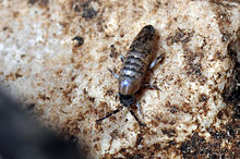 Lepidocyrtus curvicollis.jpg