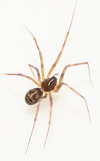 <i>Lepthyphantes leprosus</i> Species of spider