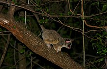 Kichik Galago (Galago moholi) (22851755208) .jpg