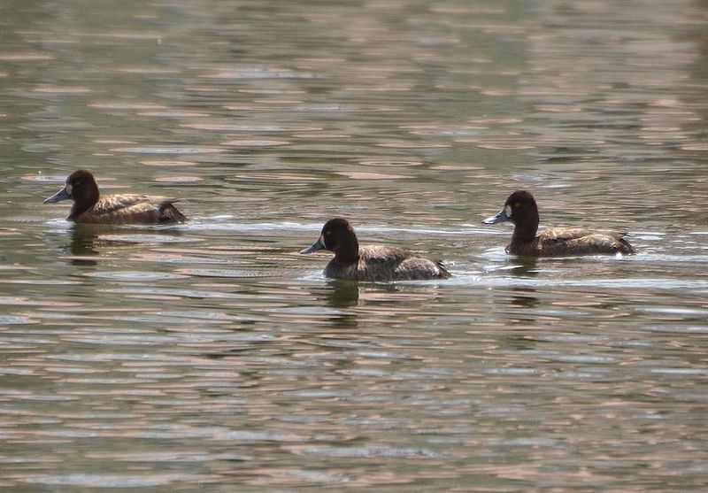 File:Lesser Scaup females (13789228433).jpg