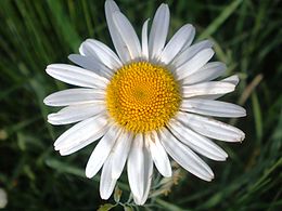 Paprastoji baltagalvė (Leucanthemum vulgare)