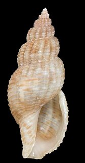 <i>Leufroyia concinna</i> Species of gastropod