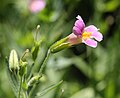 Lewis monkeyflower (Mimulus lewisii) profile