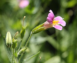 Lewis monkeyflower (Mimulus lewisii) profile