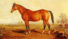 Image illustrative de l’article Lexington (cheval)