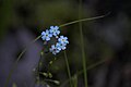 An unidentified light blue plant from Maramureş Mountains, Romania.