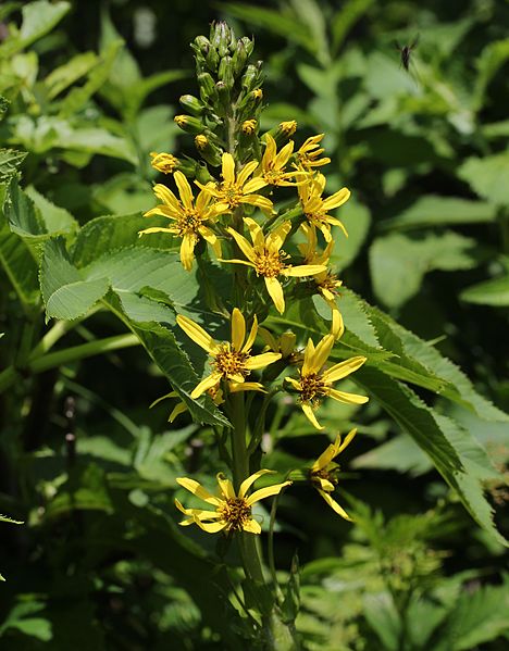 File:Ligularia fischeri (flower s3).JPG