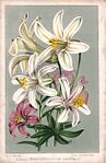 Lilium washingtonianum (lit).jpg