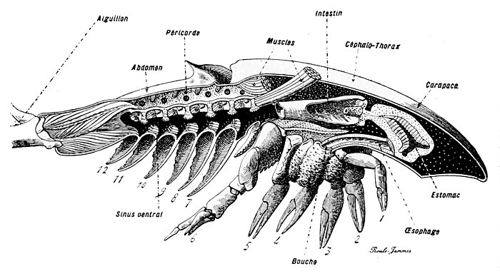 カブトガニ類 Wikiwand